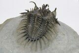 Spiny Comura Trilobite - Excellent Preparation #245922-4